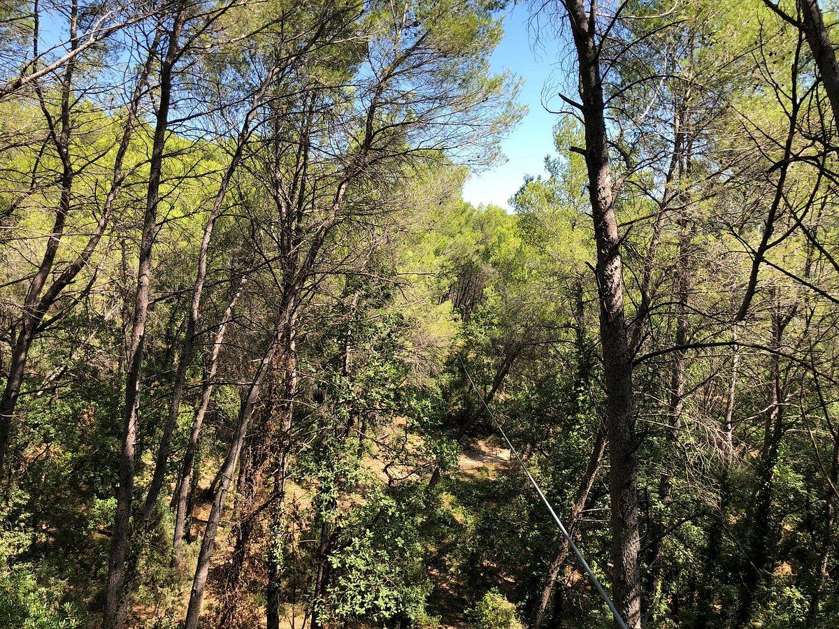 Vue sur la canopée de la forêt de pins